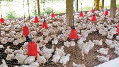 Poultry farming