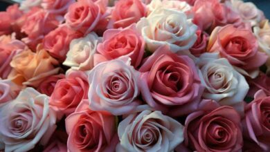 Rose farming