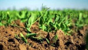 Soil preparation