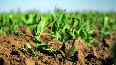 Soil preparation