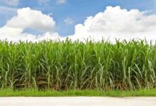 Sugarcane cultivation