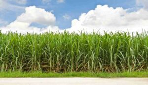 Sugarcane cultivation