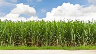 Sugarcane cultivation