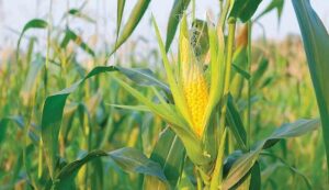 Sweet corn farming