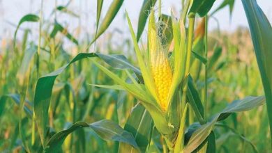 Sweet corn farming