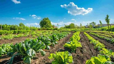 Vegetable farming scheme