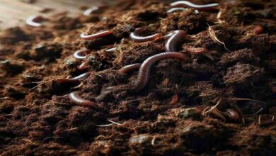 Vermi compost subsidy