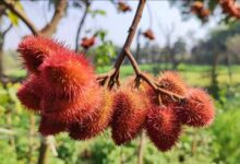 Vermilion farming