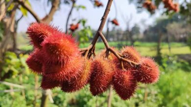 Vermilion farming