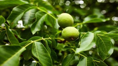 Walnut cultivation