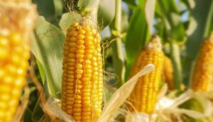 Baby corn cultivation