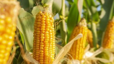 Baby corn cultivation