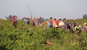 Land reform program