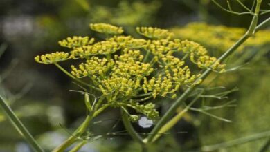 Asafoetida cultivation