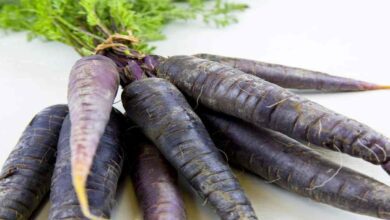 Black carrot farming