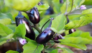 Brinjal farming