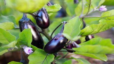 Brinjal farming