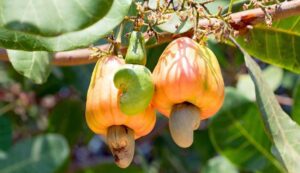 Cashew cultivation