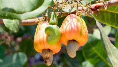 Cashew cultivation