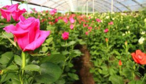 Cultivation of roses