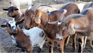 Goat farming loan