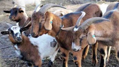 Goat farming loan