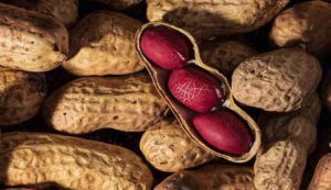 Groundnut cultivation