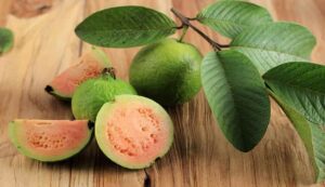 Guava cultivation