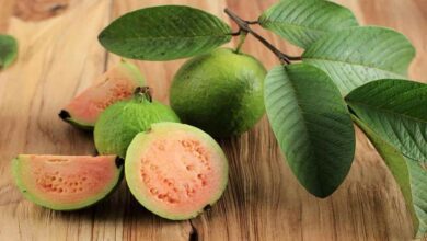Guava cultivation