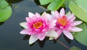 Lotus flower cultivation
