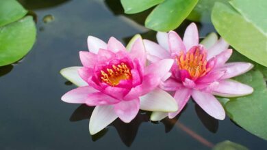 Lotus flower cultivation