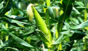 Maize crop diseases