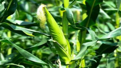Maize crop diseases