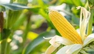 Maize cultivation