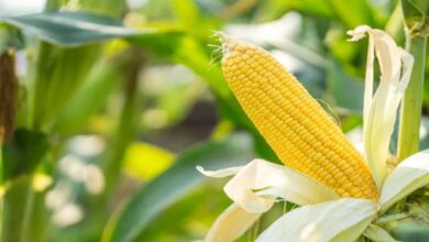Maize cultivation