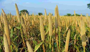 Millet cultivation