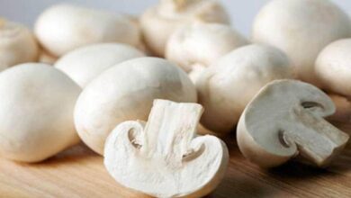 Mushroom farming
