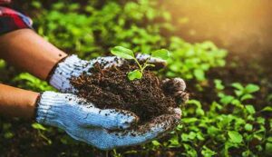 Organic fertilizer