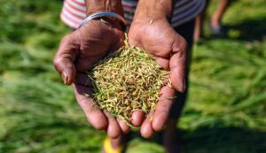 Paddy seed subsidy