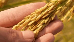 Paddy varieties