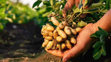 Peanut cultivation
