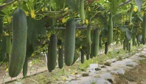 Scaffolding farming