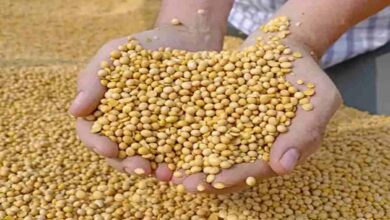 Soybean farming