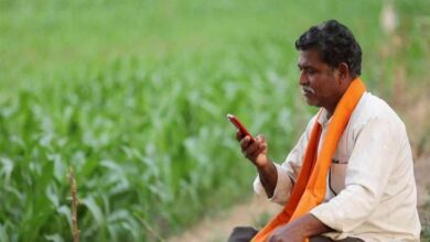 Subsidy on cultivation of turmeric and yam
