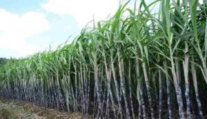 Sugarcane farming tips
