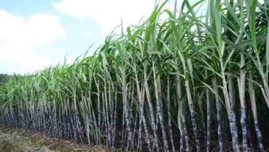 Sugarcane farming tips
