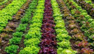 Vegetable cultivation