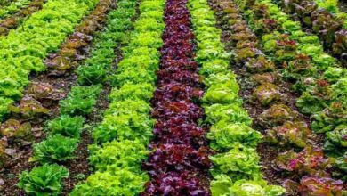 Vegetable cultivation