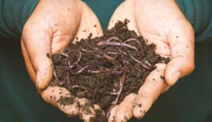 Vermicompost subsidy