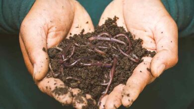 Vermicompost subsidy